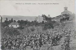 pouilly_vignes_bd.jpg